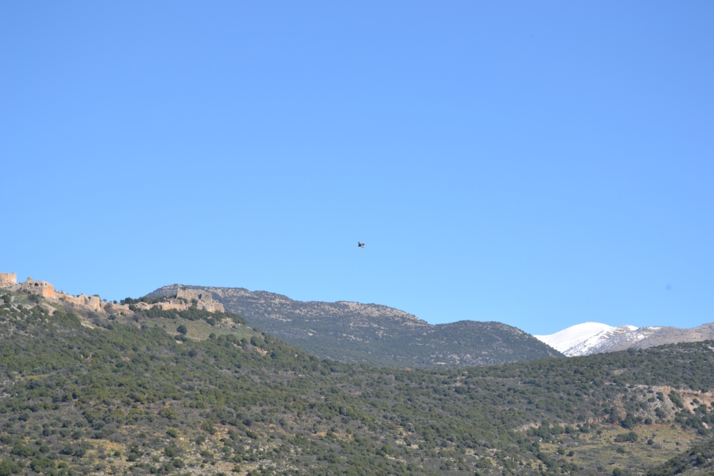 Mount Hermon and Nimrod Fortress (and a hawk??)